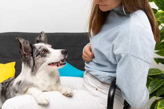 A young adult sits with a dog in the living room at home practicing obedience. The room of the living room in a modern styling. Purebred Border Collie dog in shades of white and black, and long and fine hair.