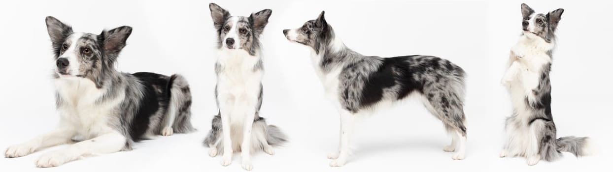 In one panoramic frame, the same dog in many sitting and lying poses. Border Collie dog. A purebred dog with a proven pedigree. Intelligent herding dog.
