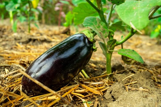 A large blue eggplant ripens near a bush.