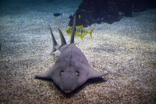 Common guitarfish Rhinobatos rhinobatos on the bottom of sea sand in sea