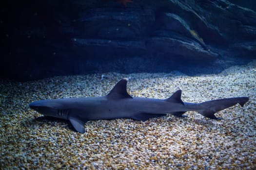 Whitetip reef shark