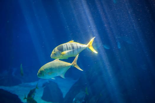 Golden jack Gnathanodon speciosus aka golden trevally, golden kingfish, banded trevally, king trevally fish underwater in sea