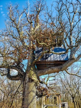 View of a Treehouse in a Bare Tree in Late Winter