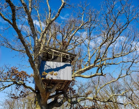 View of a Treehouse in a Bare Tree in Late Winter