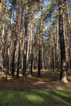 Forest background of pine trees. Spruce forest. Many vertical tree trunks on the ground. Park in a city in Russia.
