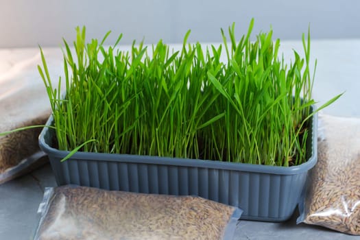 Two bags filled with cat grass sit atop a wooden table.