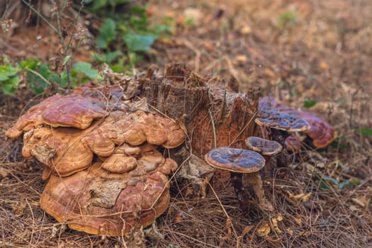 Magic of wild flora, unusually bright shiny mushrooms on stump tree, pleasant nature texture calm dark light brown background.