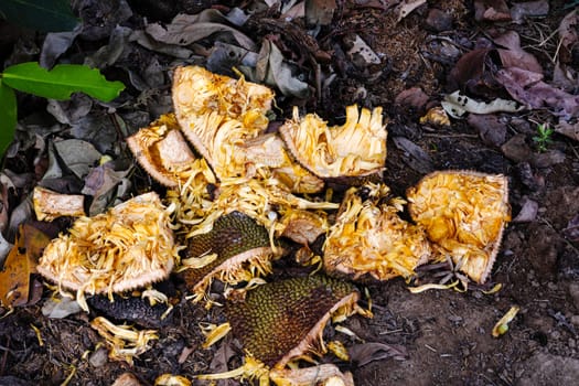 Close-up of ripe jackfruit rags on the floor. Tropical fruit, Jack fruit sliced on the floor background.