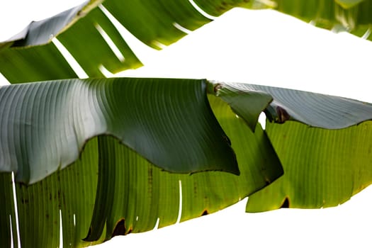 banana leaves background. Bottom view of tropical green leaves.