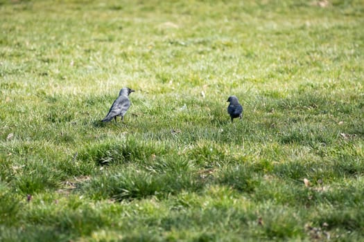 During the day, wild birds search for insects and seeds among the lush grass.