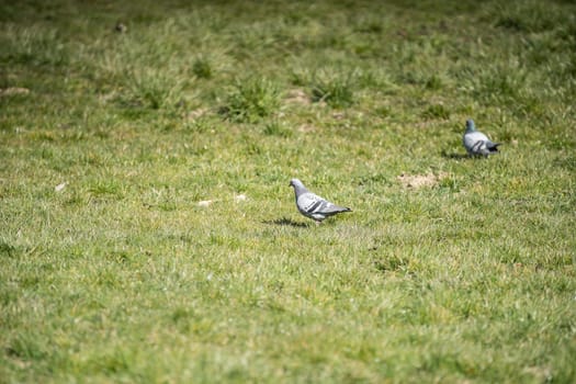 During the day, wild birds search for insects and seeds among the lush grass.