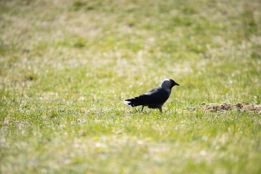 During the day, wild birds search for insects and seeds among the lush grass.