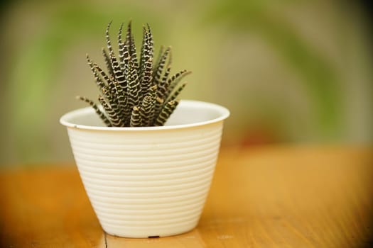 Decoration Plant in small pot. Green plant in small pot placed as room decorations and interior decor.