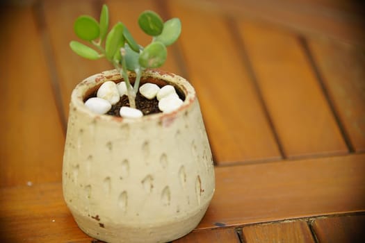 Decoration Plant in small pot. Green plant in small pot placed as room decorations and interior decor.