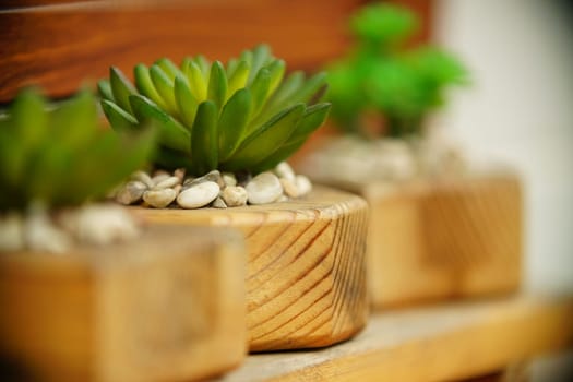 Decoration Plant in small pot. Green plant in small pot placed as room decorations and interior decor.