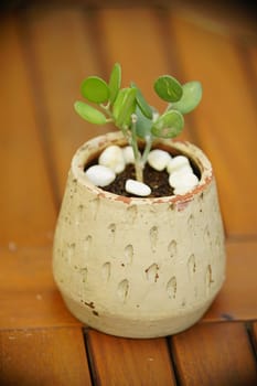 Decoration Plant in small pot. Green plant in small pot placed as room decorations and interior decor.