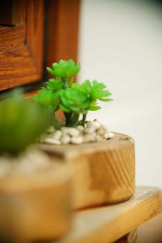 Decoration Plant in small pot. Green plant in small pot placed as room decorations and interior decor.