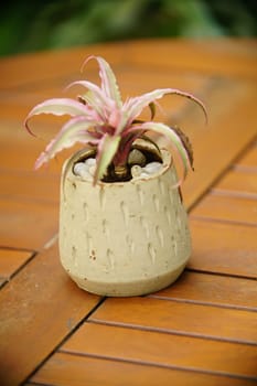 Decoration Plant in small pot. Green plant in small pot placed as room decorations and interior decor.