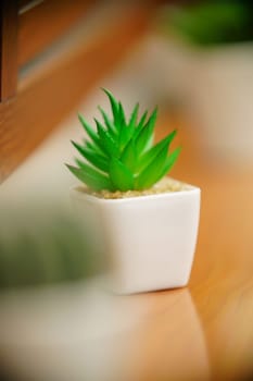 Decoration Plant in small pot. Green plant in small pot placed as room decorations and interior decor.