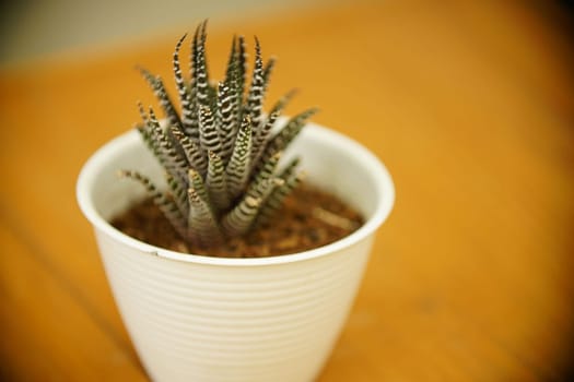 Decoration Plant in small pot. Green plant in small pot placed as room decorations and interior decor.