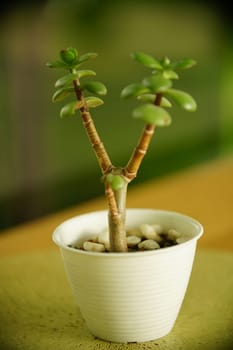 Decoration Plant in small pot. Green plant in small pot placed as room decorations and interior decor.