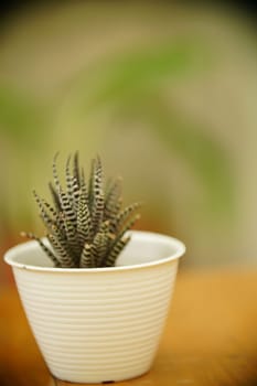 Decoration Plant in small pot. Green plant in small pot placed as room decorations and interior decor.