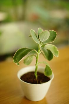 Decoration Plant in small pot. Green plant in small pot placed as room decorations and interior decor.