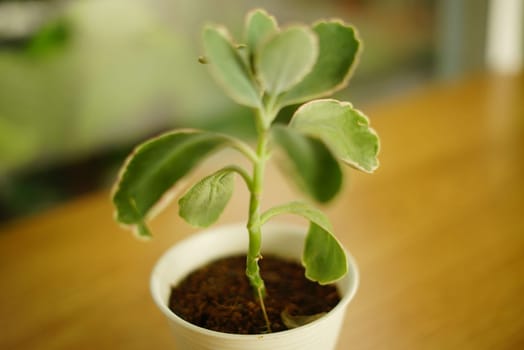 Decoration Plant in small pot. Green plant in small pot placed as room decorations and interior decor.