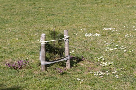 On the lawn, among daisy flowers and thyme flowers, a coniferous tree or pine seedling was planted.