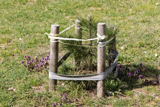 On the lawn, among daisy flowers and thyme flowers, a coniferous tree or pine seedling was planted.