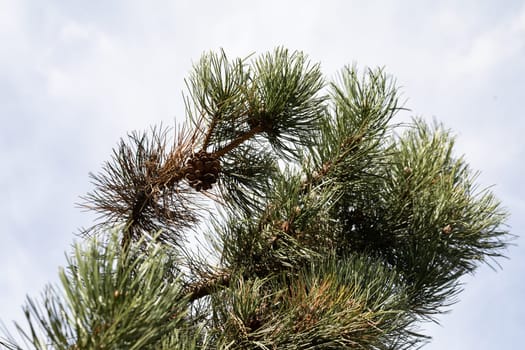 Dense pine branches with mature, mature cones against the background of a blue sky with delicate white clouds.