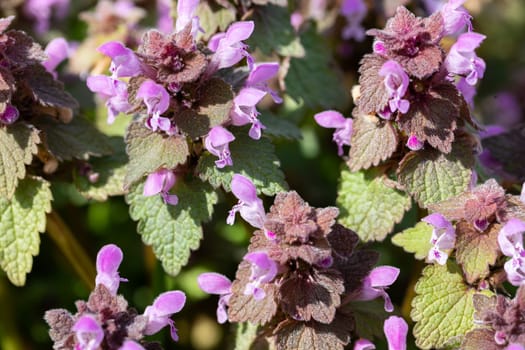 A large number of purple thyme flowers in the flowering vessel. Summer season. Green leaves.