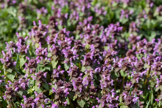 A large number of purple thyme flowers in the flowering vessel. Summer season. Green leaves.
