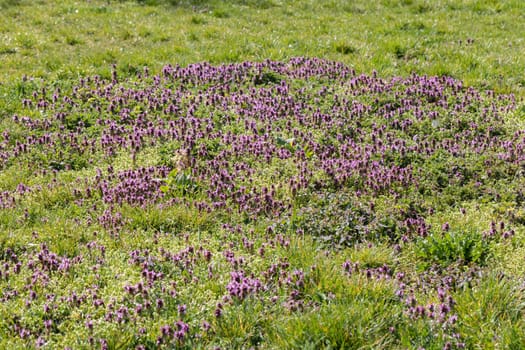 A large number of purple thyme flowers in the flowering vessel. Summer season. Green leaves.