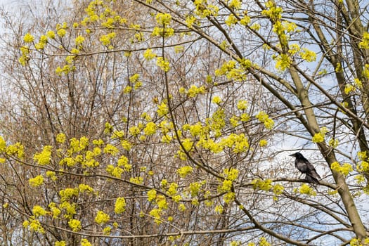 In early spring, a black crow has sat on a maple tree branch and watches the area from above.