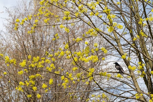 In early spring, a black crow has sat on a maple tree branch and watches the area from above.