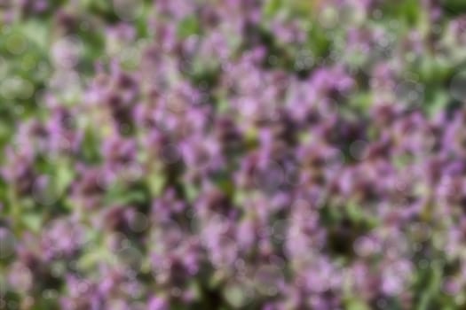 Bokeh effect in the rays of the sun. Violet photographic background. A large number of purple thyme flowers in the flowering vessel. Summer season. Green leaves.