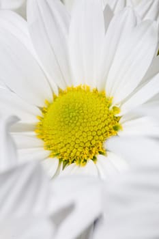 Close-up of a white daisy with a yellow center on white background. Perfect for various creative projects and design needs.