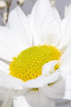 Close-up of a white chrysanthemum with a yellow center on a white background. Ideal for a variety of creative projects and design needs.