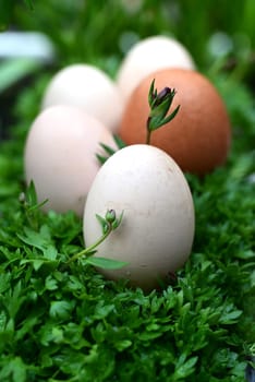 One brown and four white eggs in a bed of green plants