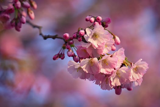 Spring background. Beautiful colorful blooming spring tree. Japanese cherry - Sakura. Nature background.
