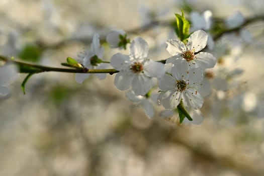 Spring background. Beautiful colorful blooming spring tree. Japanese cherry - Sakura. Nature background.