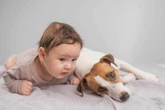 Portrait of a baby lying on his stomach and a Jack Russell Terrier dog