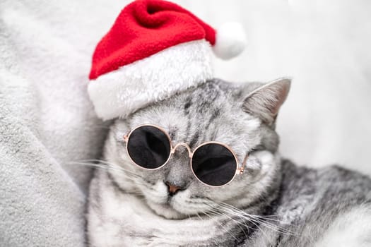 scottish straight cat in a red santa hat and dark glasses sits on a white background. Pets, Christmas stories with pets