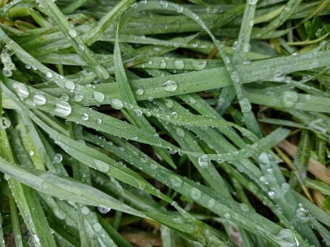 Grass with dew drops in the morning. Spring background