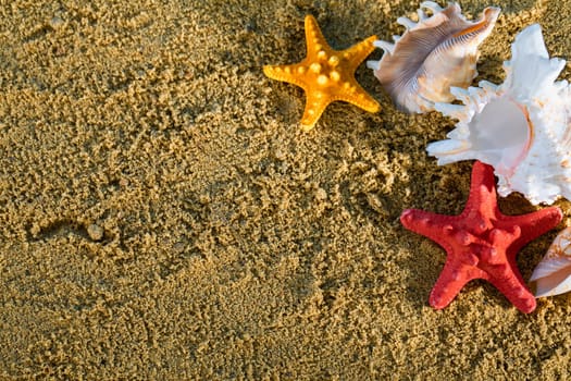 On the bright yellow squeak there are shells thrown by sea waves. Shells of sea creatures.