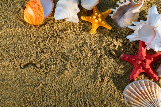 On the bright yellow squeak there are shells thrown by sea waves. Shells of sea creatures.