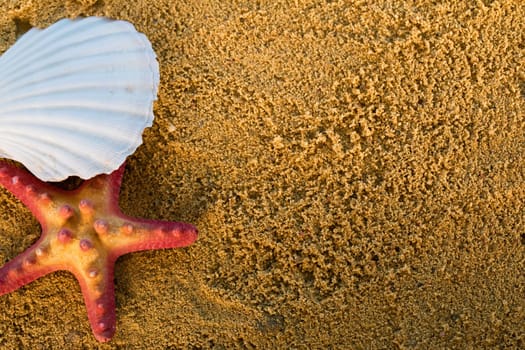 On the bright yellow squeak there are shells thrown by sea waves. Shells of sea creatures.