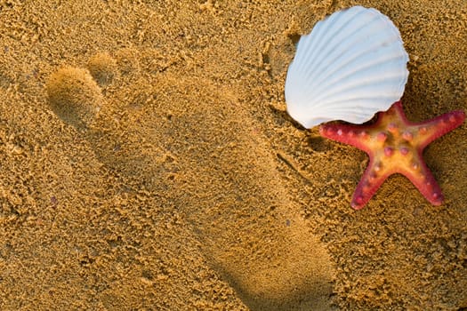 A trace on the squeak of an impressed human foot. The shell and starfish lie on the sea beach.