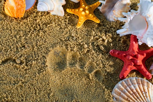 A trace on the squeak of an impressed human foot. The shell and starfish lie on the sea beach.